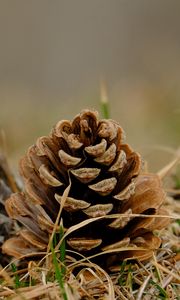 Preview wallpaper cone, grass, dry, macro