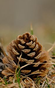 Preview wallpaper cone, grass, dry, macro