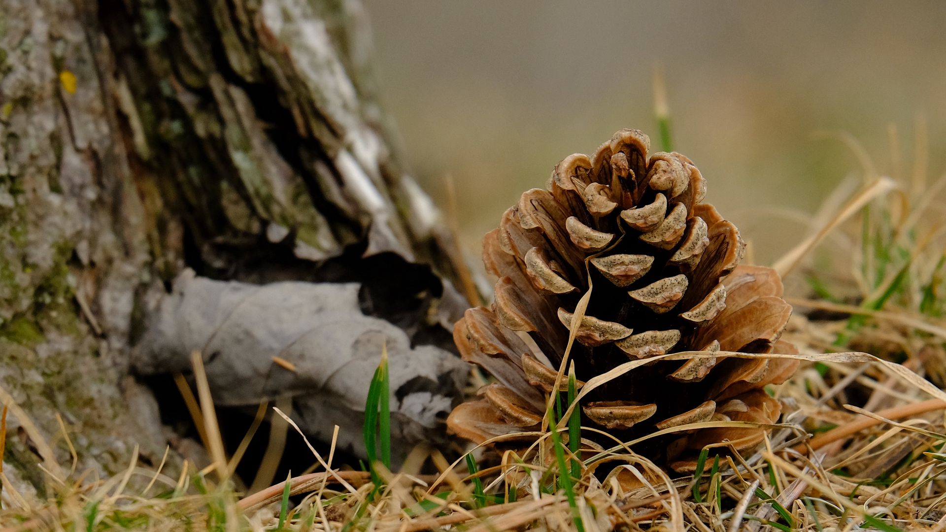 Download wallpaper 1920x1080 cone, grass, dry, macro full hd, hdtv, fhd