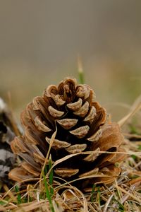 Preview wallpaper cone, grass, dry, macro