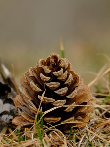 Preview wallpaper cone, grass, dry, macro