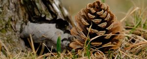 Preview wallpaper cone, grass, dry, macro