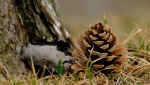 Preview wallpaper cone, grass, dry, macro