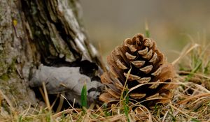 Preview wallpaper cone, grass, dry, macro