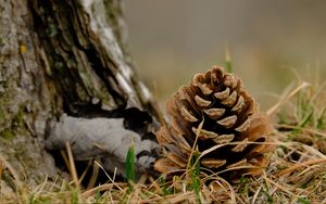 Preview wallpaper cone, grass, dry, macro