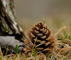 Preview wallpaper cone, grass, dry, macro