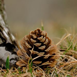 Preview wallpaper cone, grass, dry, macro