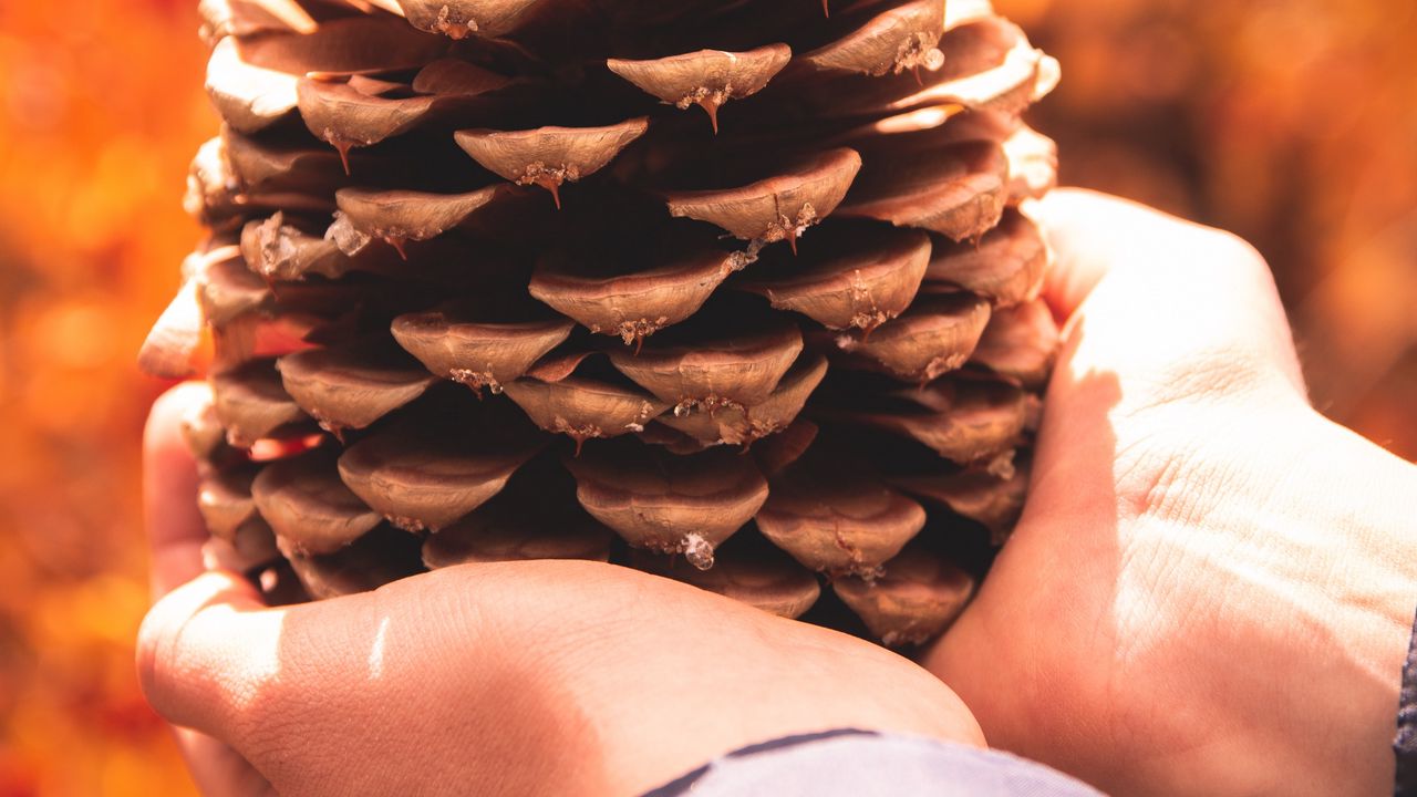 Wallpaper cone, hands, coniferous, brown, dry