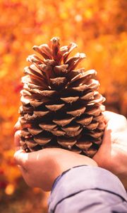 Preview wallpaper cone, hands, coniferous, brown, dry