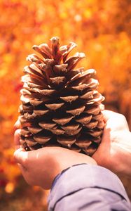 Preview wallpaper cone, hands, coniferous, brown, dry