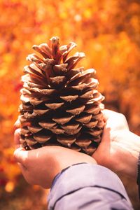 Preview wallpaper cone, hands, coniferous, brown, dry