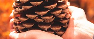 Preview wallpaper cone, hands, coniferous, brown, dry