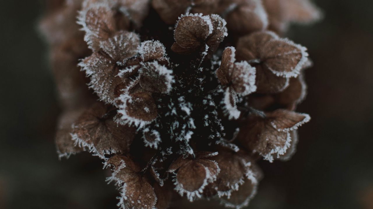 Wallpaper cone, ice, macro