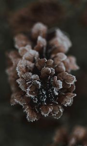 Preview wallpaper cone, ice, macro