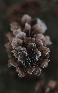 Preview wallpaper cone, ice, macro