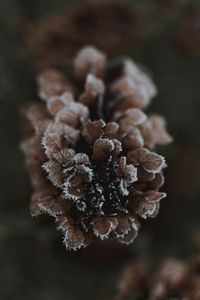 Preview wallpaper cone, ice, macro