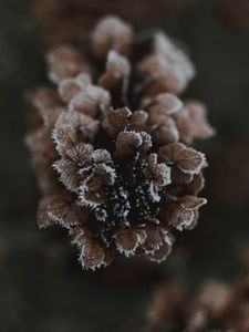 Preview wallpaper cone, ice, macro