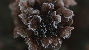 Preview wallpaper cone, ice, macro