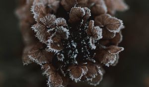 Preview wallpaper cone, ice, macro