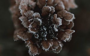 Preview wallpaper cone, ice, macro