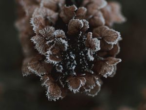 Preview wallpaper cone, ice, macro