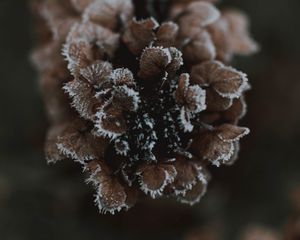 Preview wallpaper cone, ice, macro