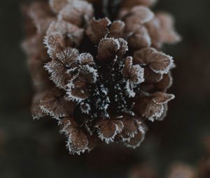 Preview wallpaper cone, ice, macro