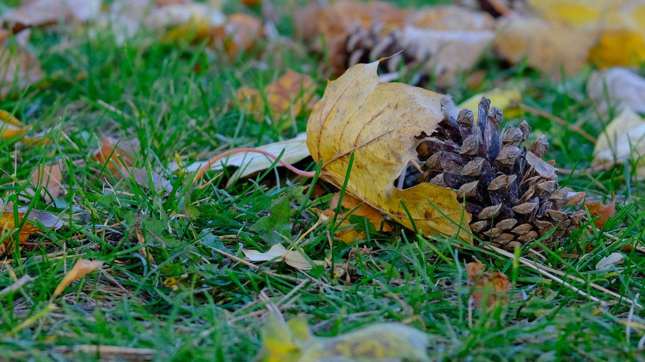 Wallpaper cone, leaves, dry, grass, macro hd, picture, image