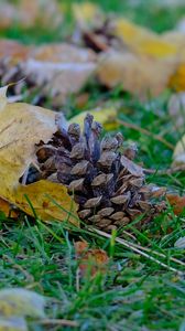 Preview wallpaper cone, leaves, dry, grass, macro