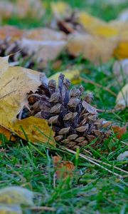 Preview wallpaper cone, leaves, dry, grass, macro