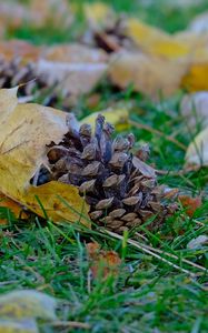 Preview wallpaper cone, leaves, dry, grass, macro