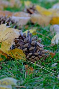 Preview wallpaper cone, leaves, dry, grass, macro