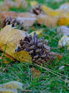 Preview wallpaper cone, leaves, dry, grass, macro