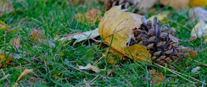 Preview wallpaper cone, leaves, dry, grass, macro