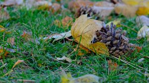 Preview wallpaper cone, leaves, dry, grass, macro