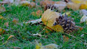 Preview wallpaper cone, leaves, dry, grass, macro