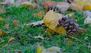 Preview wallpaper cone, leaves, dry, grass, macro