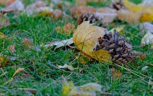 Preview wallpaper cone, leaves, dry, grass, macro