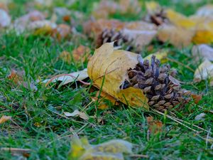 Preview wallpaper cone, leaves, dry, grass, macro