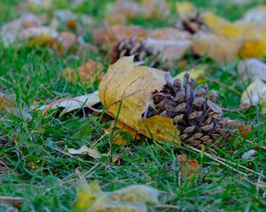 Preview wallpaper cone, leaves, dry, grass, macro