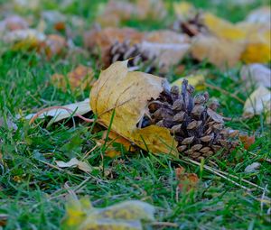 Preview wallpaper cone, leaves, dry, grass, macro