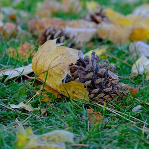 Preview wallpaper cone, leaves, dry, grass, macro