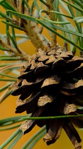 Preview wallpaper cone, needles, branches, macro