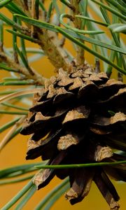 Preview wallpaper cone, needles, branches, macro