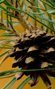 Preview wallpaper cone, needles, branches, macro