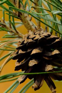 Preview wallpaper cone, needles, branches, macro