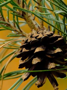 Preview wallpaper cone, needles, branches, macro