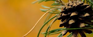 Preview wallpaper cone, needles, branches, macro