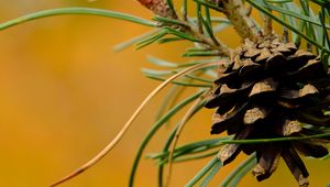 Preview wallpaper cone, needles, branches, macro