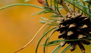 Preview wallpaper cone, needles, branches, macro